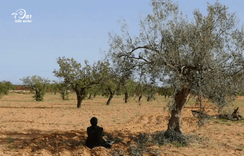 dar lella aicha dans les olivier